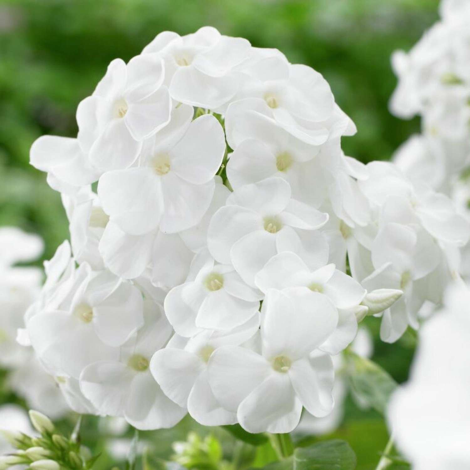 Syysleimu 'Rembrandt'